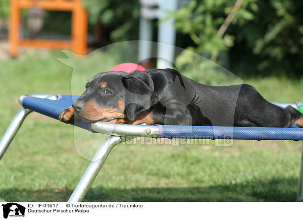 Deutscher Pinscher Welpe / German Pinscher puppy / IF-04617