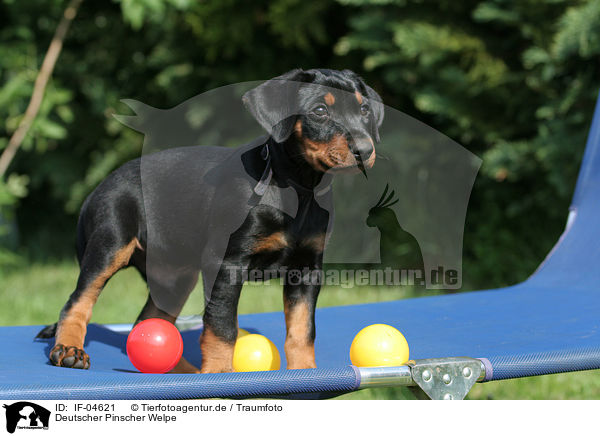 Deutscher Pinscher Welpe / German Pinscher puppy / IF-04621