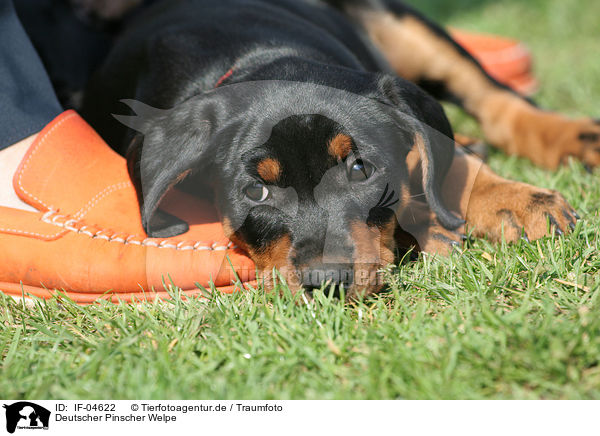 Deutscher Pinscher Welpe / German Pinscher puppy / IF-04622