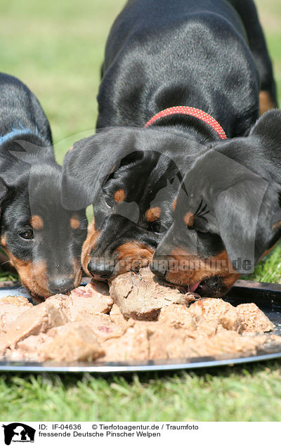 fressende Deutsche Pinscher Welpen / eating German Pinscher puppies / IF-04636