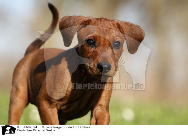 Deutscher Pinscher Welpe / German Pinscher Puppy / JH-09024