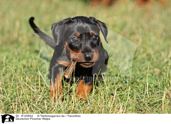 Deutscher Pinscher Welpe / german pinscher puppy / IF-05852