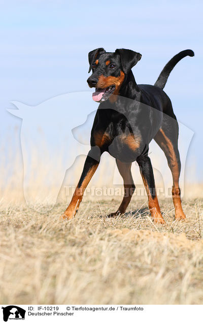 Deutscher Pinscher / IF-10219