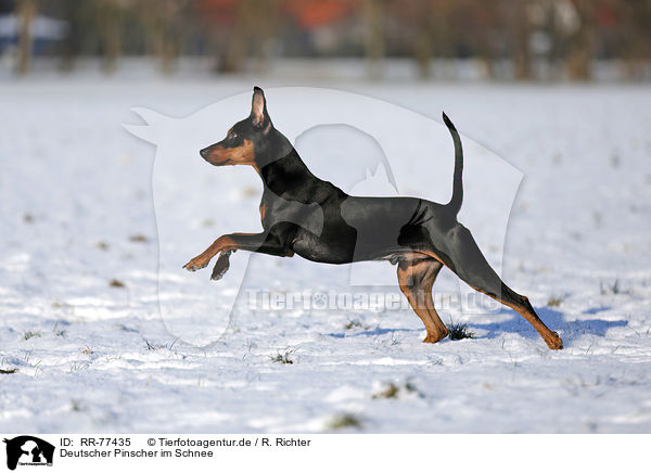 Deutscher Pinscher im Schnee / RR-77435