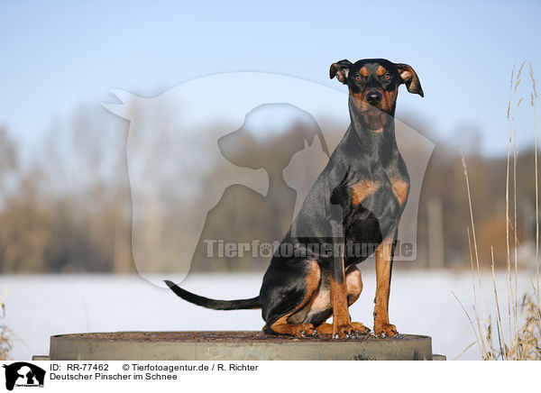 Deutscher Pinscher im Schnee / RR-77462