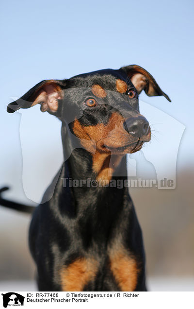 Deutscher Pinscher Portrait / RR-77468