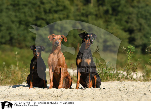 3 Deutsche Pinscher / YJ-12718