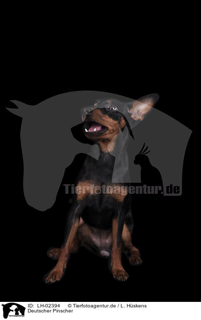 Deutscher Pinscher / LH-02394