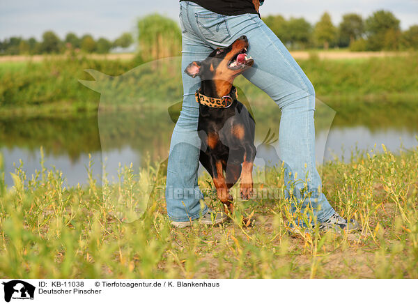 Deutscher Pinscher / KB-11038