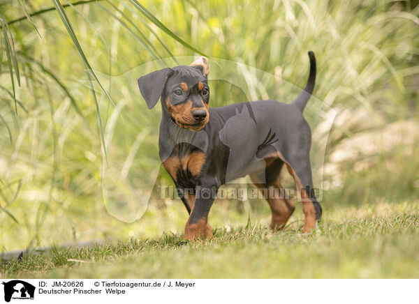 Deutscher Pinscher  Welpe / German Standard Pinscher Puppy / JM-20626