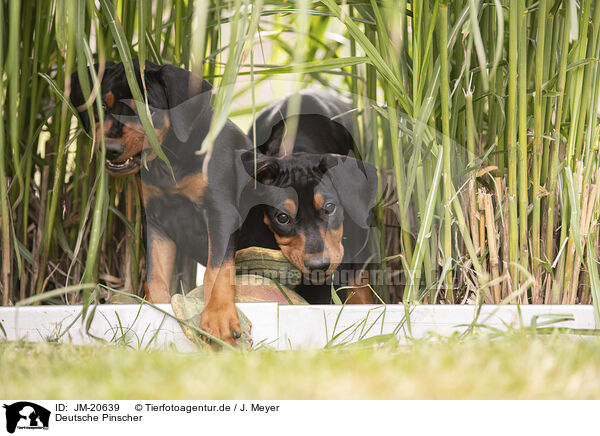 Deutsche Pinscher / JM-20639