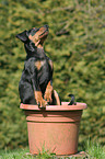 Deutscher Pinscher