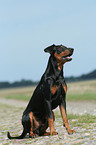 sitzender Deutscher Pinscher