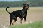 Deutscher Pinscher