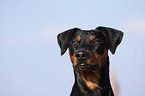 Deutscher Pinscher Portrait