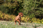 Deutscher Pinscher Welpe