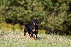 Deutscher Pinscher Welpe