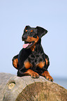 liegender Deutscher Pinscher