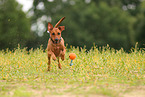 Deutscher Pinscher