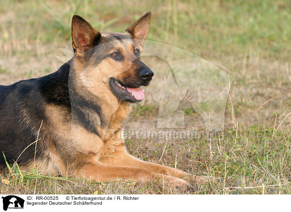liegender Deutscher Schferhund / lying German Shepherd / RR-00525