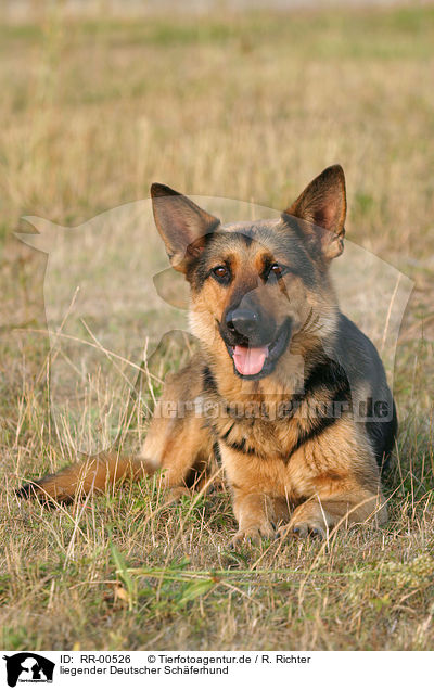 liegender Deutscher Schferhund / lying German Shepherd / RR-00526