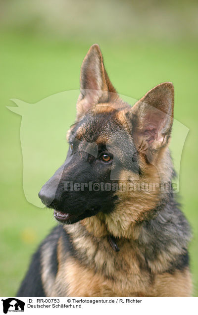 Deutscher Schferhund / German Shepherd Portrait / RR-00753
