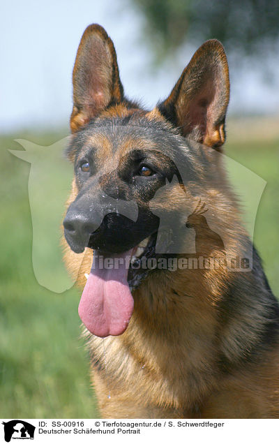 Deutscher Schferhund Portrait / SS-00916