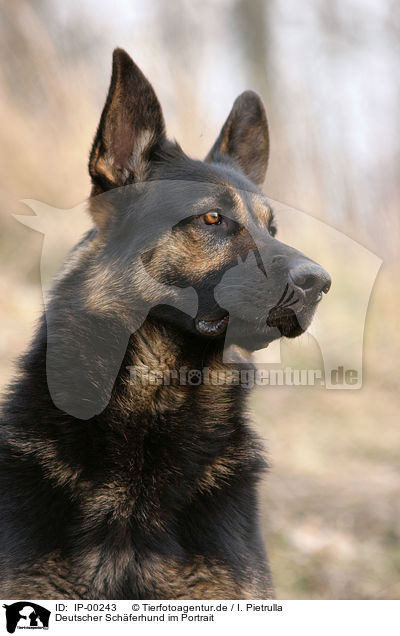 Deutscher Schferhund im Portrait / IP-00243