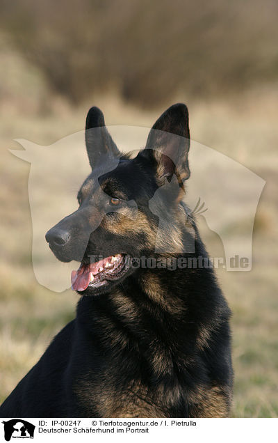 Deutscher Schferhund im Portrait / Portrait of a German Shepherd / IP-00247