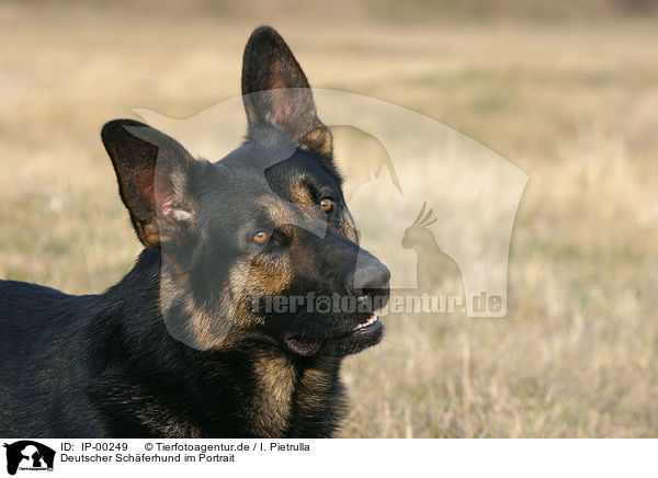 Deutscher Schferhund im Portrait / IP-00249
