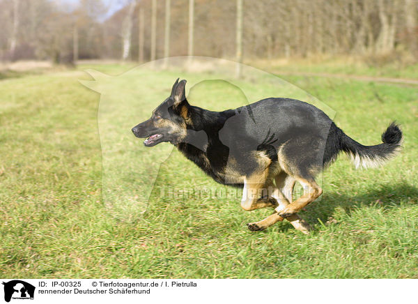 rennender Deutscher Schferhund / running German Shepherd / IP-00325