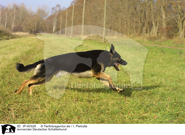 rennender Deutscher Schferhund / running German Shepherd / IP-00326