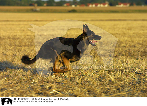 rennender Deutscher Schferhund / running German Shepherd / IP-00327