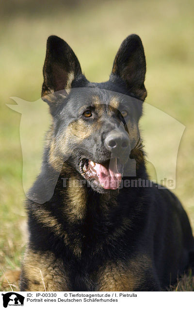 Portrait eines Deutschen Schferhundes / German Shepherd / IP-00330