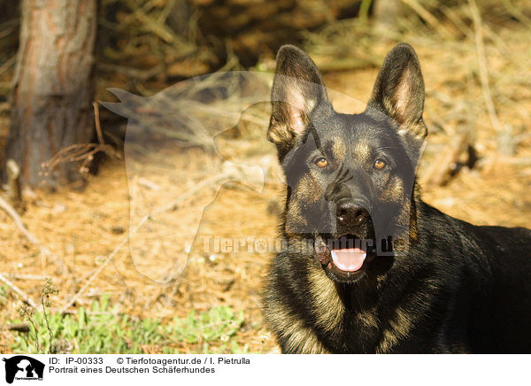 Portrait eines Deutschen Schferhundes / German Shepherd / IP-00333