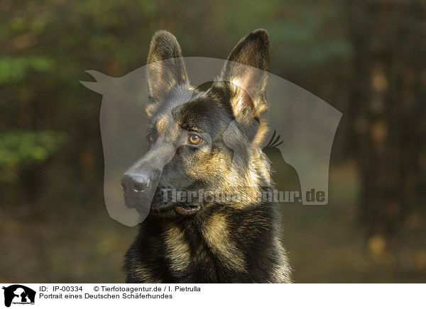 Portrait eines Deutschen Schferhundes / German Shepherd / IP-00334