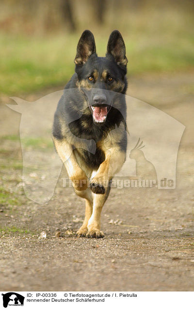 rennender Deutscher Schferhund / running German Shepherd / IP-00336