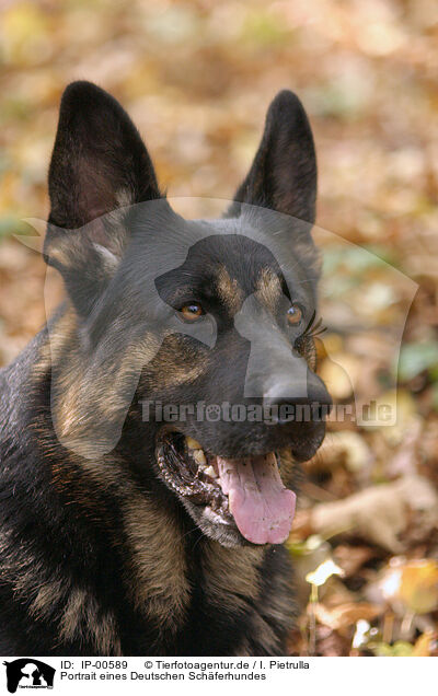 Portrait eines Deutschen Schferhundes / german shepherd / IP-00589