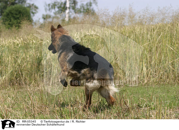 rennender Deutscher Schferhund / running german shepherd / RR-05345