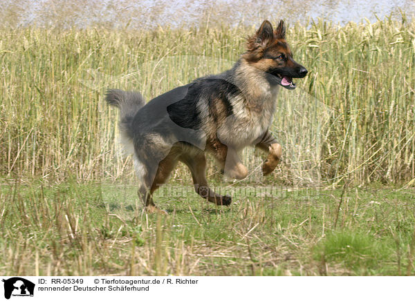rennender Deutscher Schferhund / running german shepherd / RR-05349