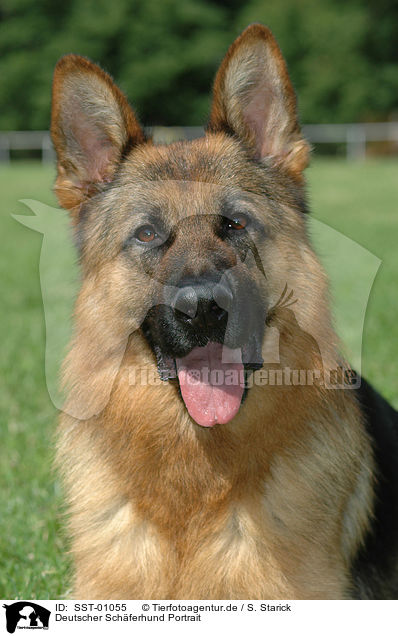 Deutscher Schferhund Portrait / German Shepherd Portrait / SST-01055