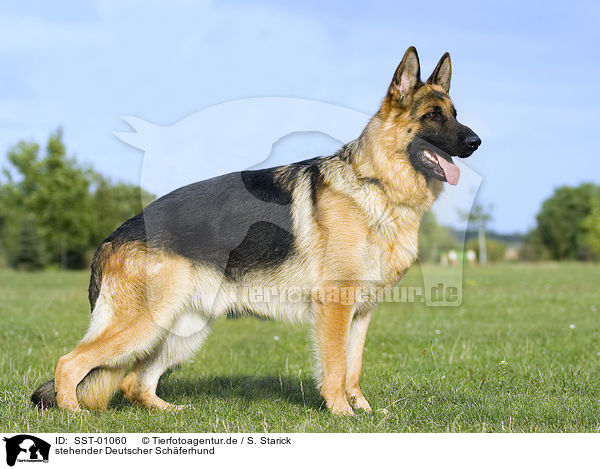 stehender Deutscher Schferhund / standing German Shepherd / SST-01060
