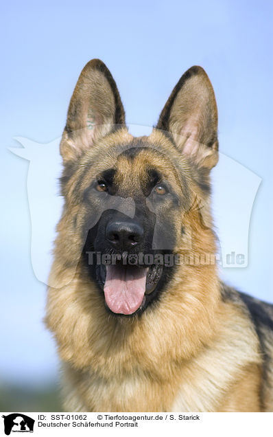 Deutscher Schferhund Portrait / German Shepherd Portrait / SST-01062