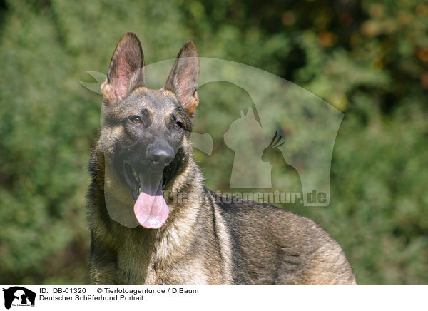 Deutscher Schferhund Portrait / German Shepherd Portrait / DB-01320
