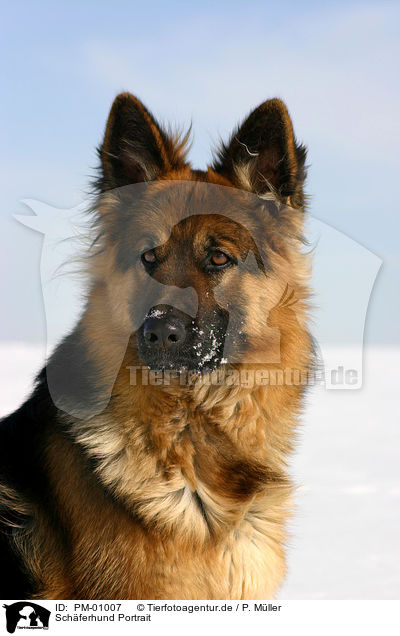 Schferhund Portrait / German Shepherd Portrait / PM-01007