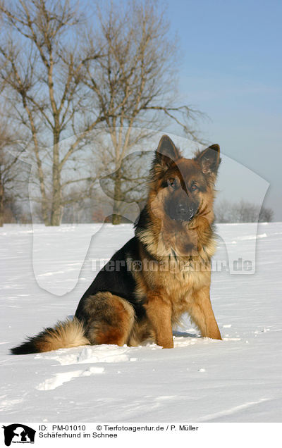 Schferhund im Schnee / PM-01010