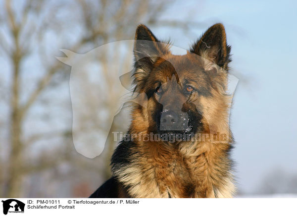Schferhund Portrait / PM-01011