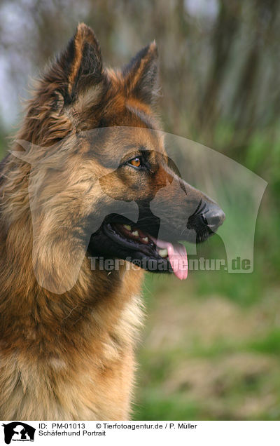 Schferhund Portrait / PM-01013