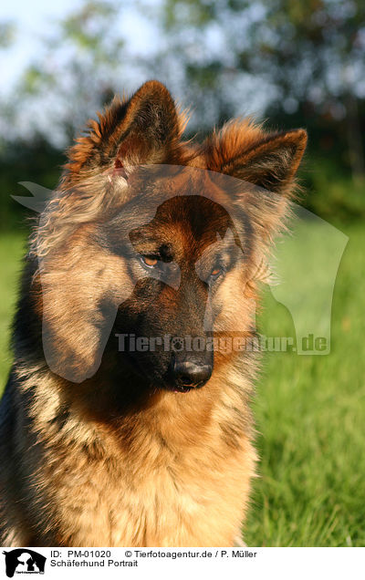 Schferhund Portrait / PM-01020