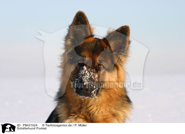 Schferhund Portrait / PM-01024
